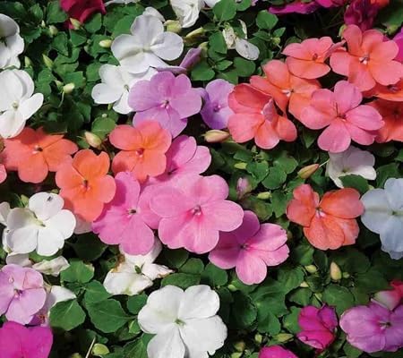impatiens flower flower seeds