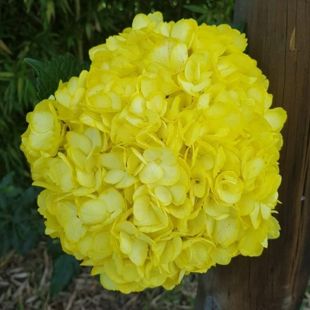 yellow for flower seeds
