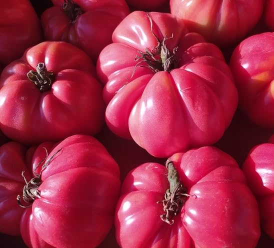 Pink Tomato Seeds – Heirloom, Non-GMO, High Germination Organic Garden Seeds Planting