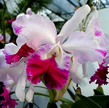 cattleyahybridaflowerheirloomnongmo flower seeds