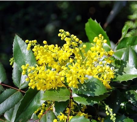 Mahonia Flower Seeds – Heirloom, Non-GMO, High Germination Seeds for Planting