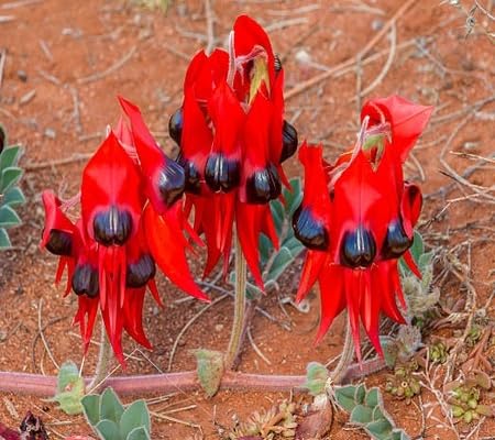 Swainsona Formosa Flower Seeds Heirloom Non-GMO High Germination Organic Garden Seeds for Planting