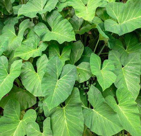 green taro flower seeds