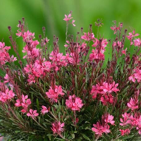 Pink Gaura Lindheimeri Flower Seeds – Heirloom, Non-GMO High Germination Seeds for Planting | Organic Garden Seeds