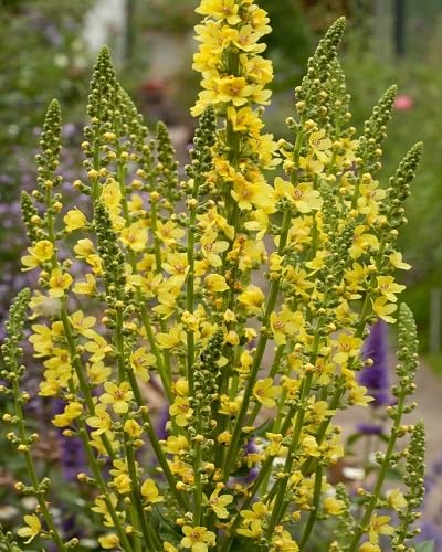 Yellow Verbascum Flower Seeds – Heirloom Non-GMO Organic Garden Seeds