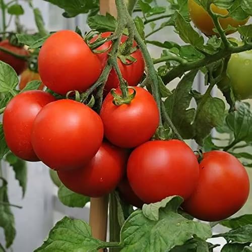 Tomato Seeds – Heirloom, Non-GMO, High Germination Organic Garden Seeds