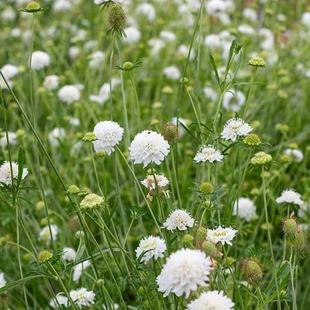 White Scabiosa Atropurpurea Flower Seeds for Planting – Heirloom, Non-GMO High Germination Organic Garden Seeds