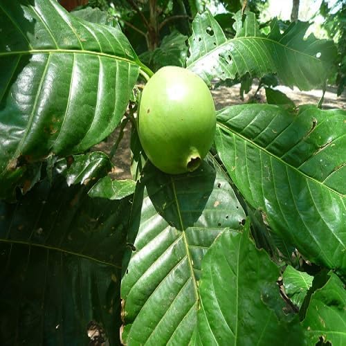Borojo Seeds Heirloom Non-GMO High Germination Organic Garden Seeds for Planting