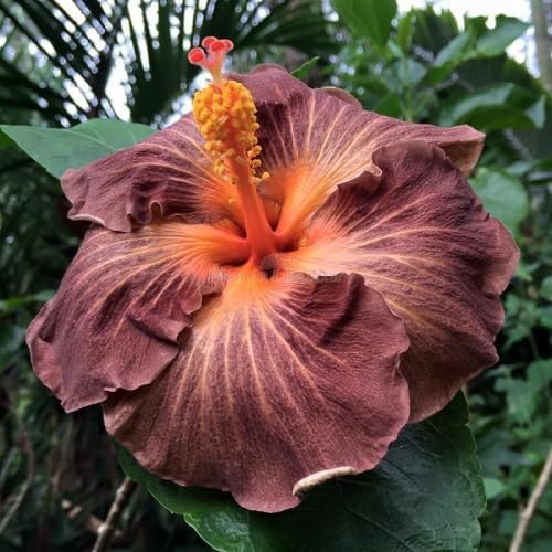 brown climbing flower seeds