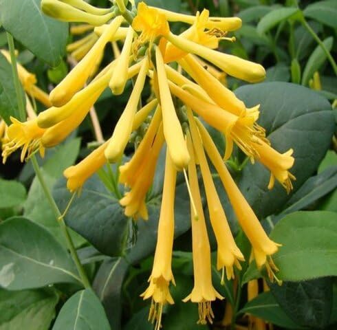 Yellow Lonicera Flower Seeds – Heirloom Non-GMO High Germination Organic Garden Seeds