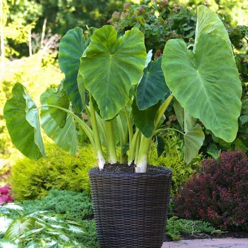 green colocasia flower seeds