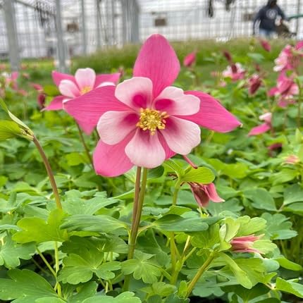 Weiße Rosa Akelei Blumensamen – Erbstück, Gentechnikfrei, Keimstark, Bio-Gartensamen zum Pflanzen