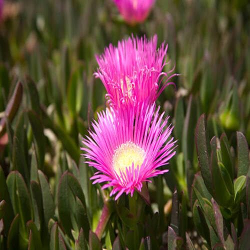 Pink Lampranthus Roseus Flower Seeds – Seeds for Planting, Heirloom, Non-GMO, High Germination Organic Garden Seeds