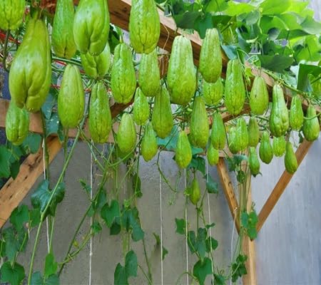 Chayote Seeds – Heirloom, Non-GMO, High Germination Organic Garden Seeds Planting