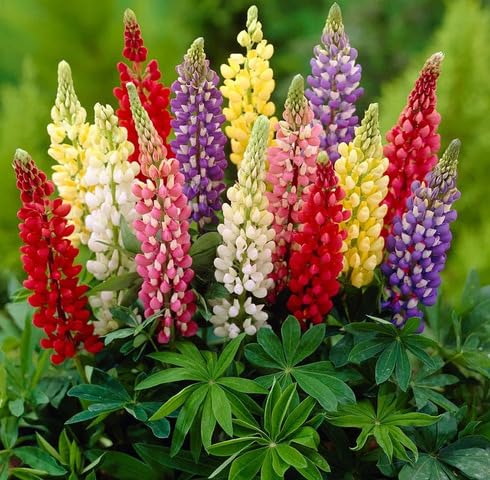 Mixed Lupine Flower Seeds – Heirloom, Non-GMO, High Germination Seeds