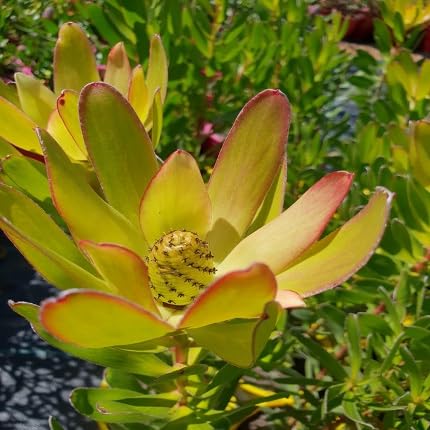 Yellow Leucadendron Flower Seeds – Heirloom Non-GMO High Germination Organic Seeds