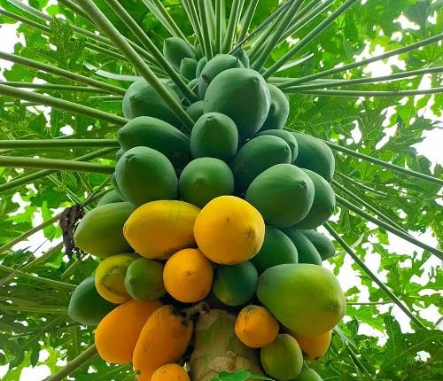 papaya fruit organic heirloom non-gmo seeds