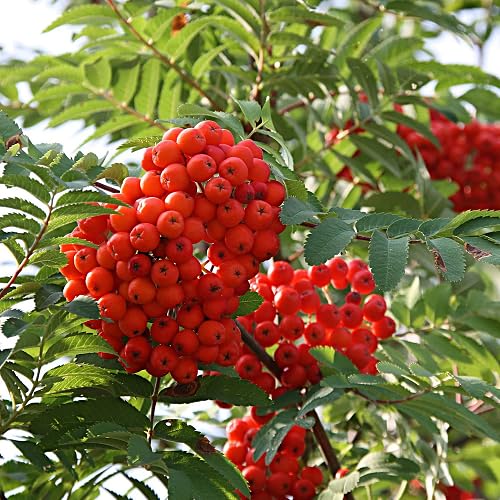 Orange Eberesche Sorbus Sibirica Samen zum Pflanzen – Alte Sorte gentechnikfrei hohe Keimfähigkeit Bio-Gartensamen
