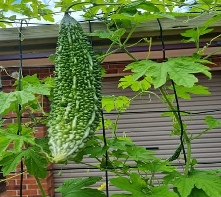 Bittergourd Seeds – Heirloom, Non-GMO, High Germination Organic Garden Seeds Planting