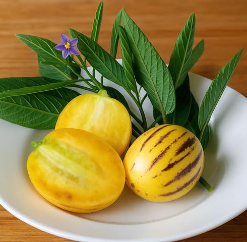 Yellow Pepino Melon Seeds – Heirloom, Non-GMO, High Germination Organic Garden Seeds