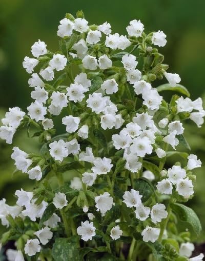 Pulmonaria Flower Seeds – Heirloom, Non-GMO, High Germination Organic Garden Seeds for Planting