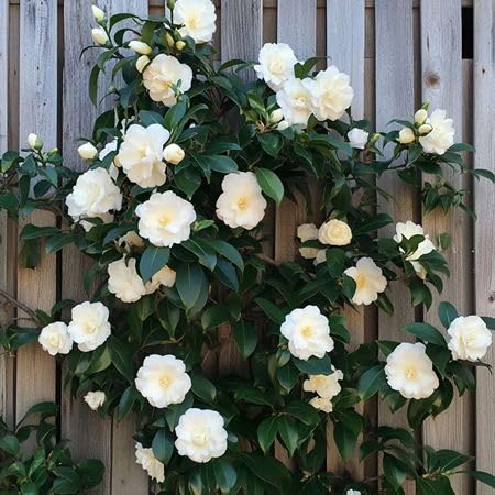 White Camellia Flower Seeds For Gardens – Heirloom, Non-GMO, High Germination Organic Garden Seeds for Planting