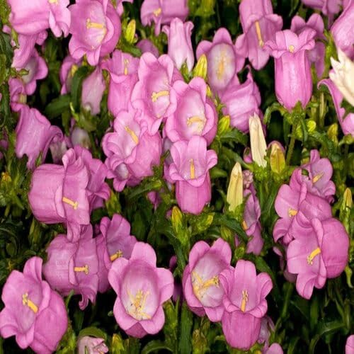 pink campanula flower seeds