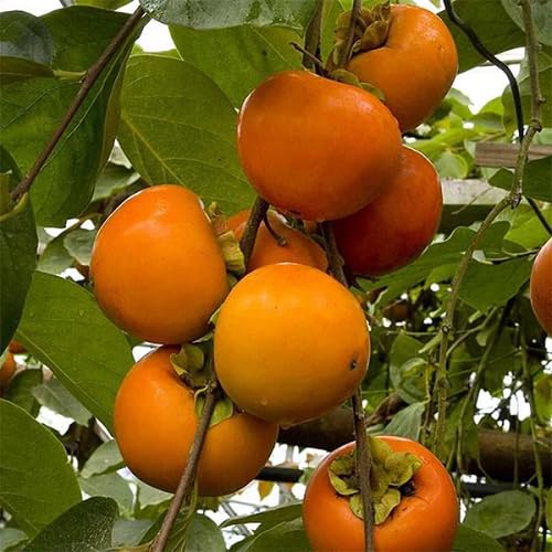 Persimmon Seeds – Heirloom, Non-GMO, High Germination Organic Garden Seeds