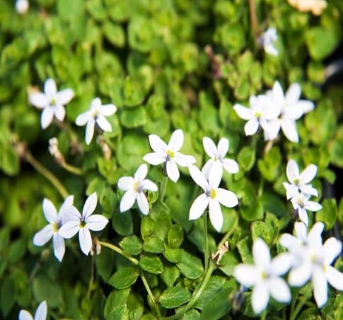 Star Creeper Flower Seeds – Heirloom, Non-GMO, High Germination Organic Garden Seeds