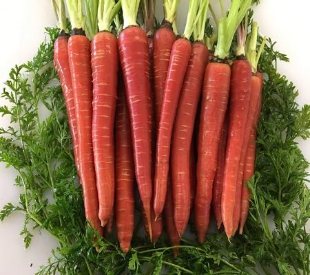 Red Carrot Seeds – Heirloom, Non-GMO, High Germination Organic Garden Seeds Planting