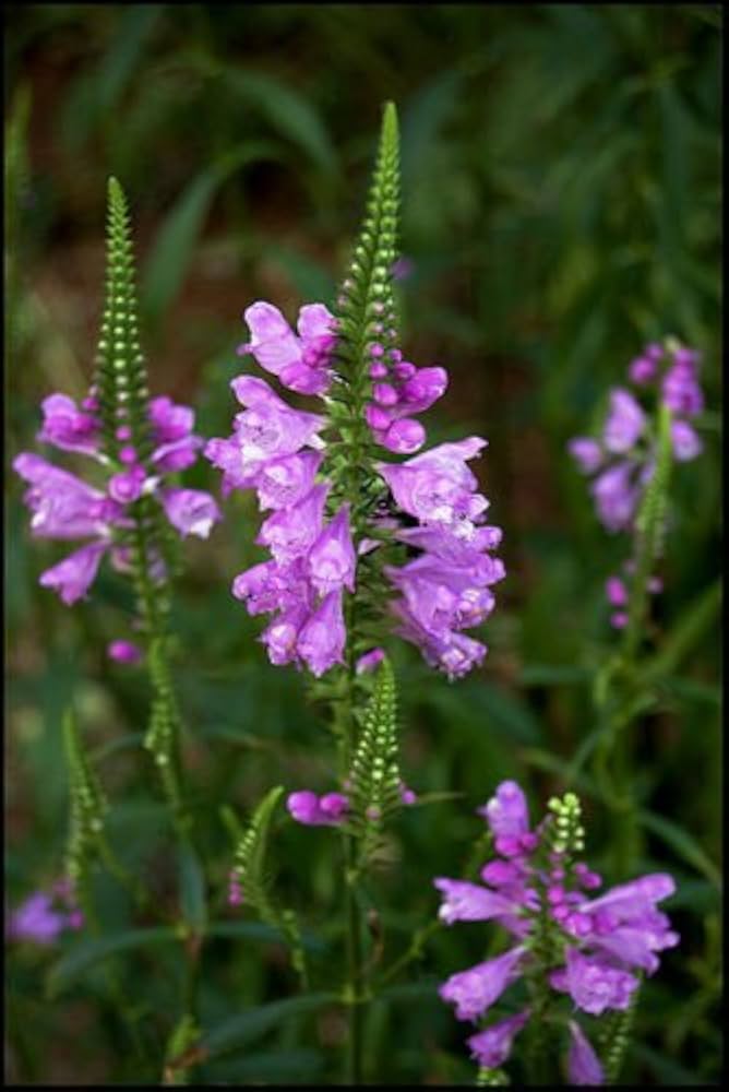 gelenkblume wildflower flower seeds