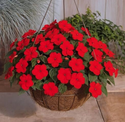 Red Impatiens Walleriana Flower Seeds – Heirloom Non-GMO High Germination Organic Garden Seeds for Planting
