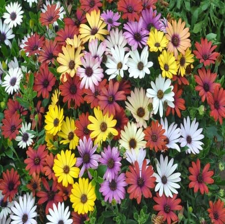 mixed osteospermum flower seeds