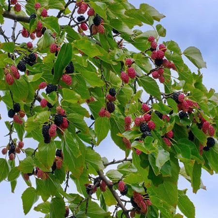 Mulberry Tree Seeds for Planting – Heirloom Non-GMO High Germination Organic Garden Seeds for Sweet Fruits