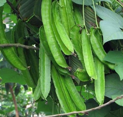 Flügelfaserbohnen Grüne Samen – Alte Sorte, gentechnikfrei, keimstarke Bio-Gartensamen zur Pflanzung
