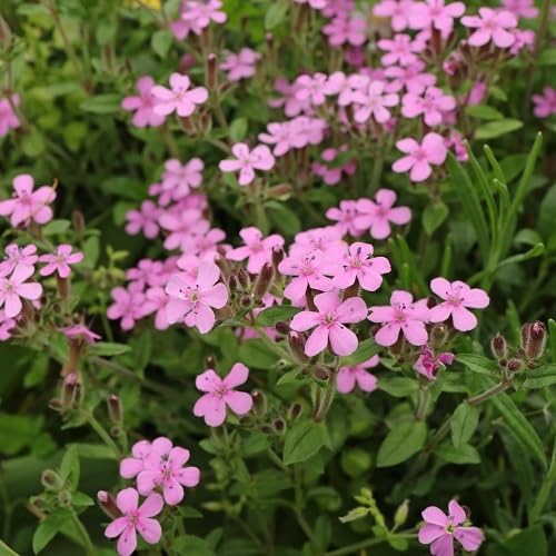 Pink Saponaria Ocymoides Flower Seeds – Heirloom Non-GMO High Germination Organic Garden Seeds