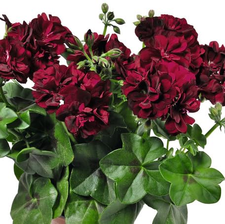 maroon geranium flower seeds
