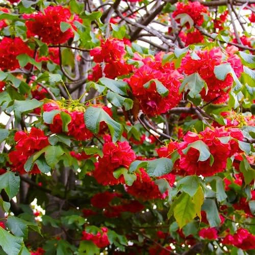 Dombeya Flower Seeds – Heirloom, Non-GMO, High Germination Organic Garden Seeds for Planting