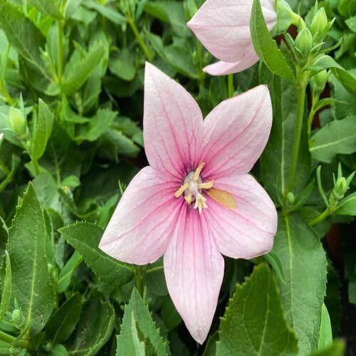 Pink Platycodon Grandiflorus Flower Seeds – Heirloom, Non-GMO, High Germination Organic Garden Seeds for Planting Seeds for Planting