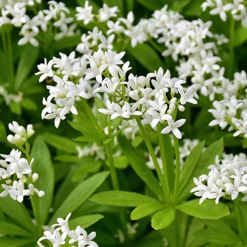 Woodruff Flower Seeds – Heirloom Non-GMO High Germination Organic Garden Seeds