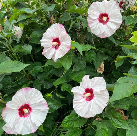 white hibiscus flower seeds