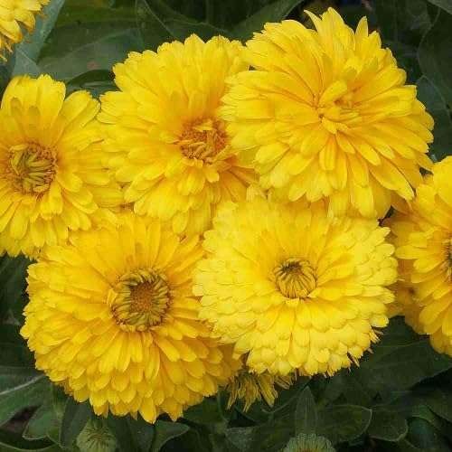 Yellow Calendula Flowers Seeds – Heirloom, Non-GMO, High Germination Organic Seeds