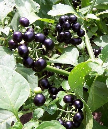 Black Huckleberry Seeds – Heirloom, Non-GMO, High Germination Organic Garden Seeds