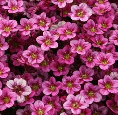 Pink Saxifraga Flower Seeds Heirloom Non-GMO High Germination Organic Garden Seeds for Planting
