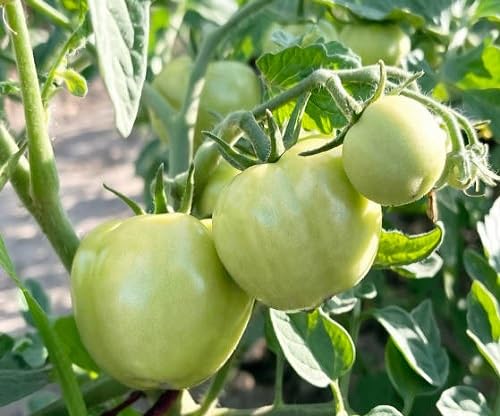 Tomato Seeds – Heirloom, Non-GMO, High Germination Organic Garden Seeds Planting