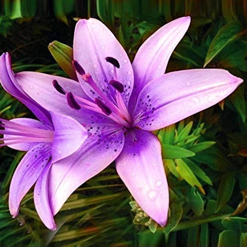 lilium brownii flower seeds