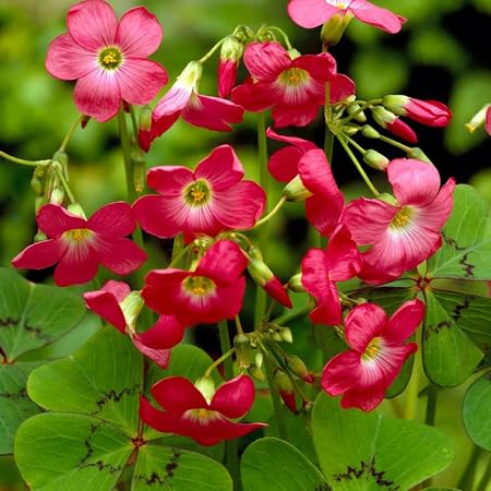 Oxalis Flower Seeds – Heirloom, Non-GMO, High Germination Organic Garden Seeds for Planting