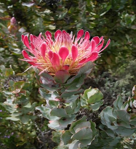 Semillas de Flor de Protea – Crianza, Sin OGM, Semillas Orgánicas de Alta Germinación para Sembrar