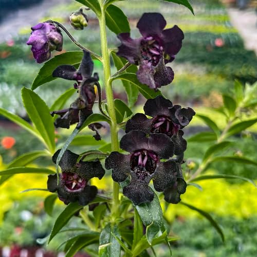 Schwarze Engelonia-Blumensamen – Alte Sorte, gentechnikfrei, hohe Keimfähigkeit, Bio-Gartensamen zum Pflanzen