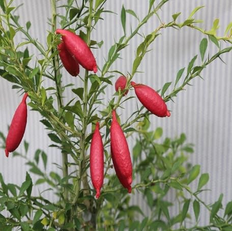 Red Finger Lime Seeds – Heirloom, Non-GMO, High Germination Organic Garden Seeds